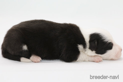 成約済の神奈川県のボーダーコリー-359957の5枚目